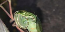 以螳螂对战大龙虾出装攻略（螳螂出装策略与技巧，轻松应对大龙虾）
