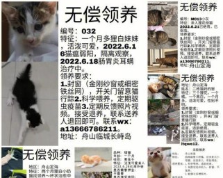 流浪猫咪游戏攻略（为你的游戏人生增添一份爱心和乐趣）