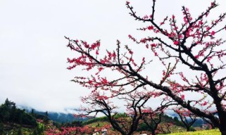 探寻桃源乐园（发现神秘乐园的奇妙冒险与独家攻略，游戏指南一网打尽）