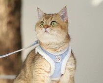 猫咪出装攻略大全最新（打造时尚与舒适并重的猫咪装备指南）