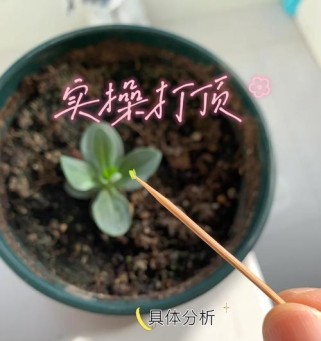 《以桔梗铭文出装攻略思路详解》（最强出装思路及铭文选择推荐）
