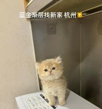 全面攻略（解密蓝金，掌握实用技巧，轻松提升效率）
